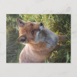 Nieuwsgierig Fox Briefkaart