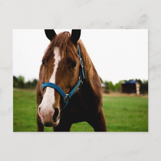 Nieuwsgierig kastanje briefkaart (Voorkant)