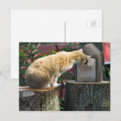 Nieuwsgierig kat, briefkaart (Voorkant / Achterkant)