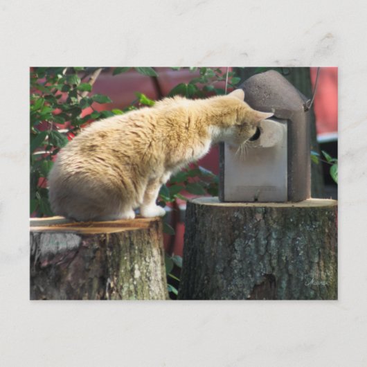 Nieuwsgierig kat, briefkaart (Voorkant)