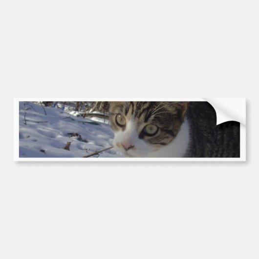 Nieuwsgierig kat bumpersticker (Voorkant)