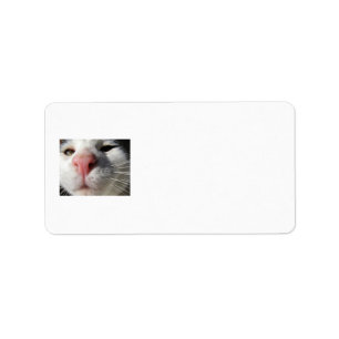 nieuwsgierig Kat Etiket