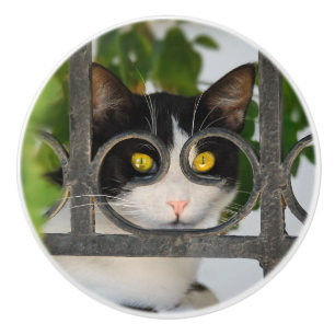 Nieuwsgierig kat met Lijst van bril Keramische Knop