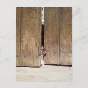 nieuwsgierig Kitten Briefkaart