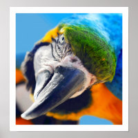 Nieuwsgierig Macaw Poster