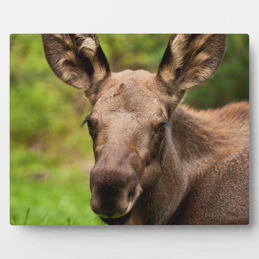 nieuwsgierig Moose Fotoplaat (Voorkant)
