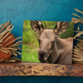 nieuwsgierig Moose Fotoplaat (Zijkant)