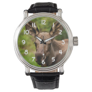 nieuwsgierig Moose Horloge