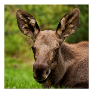 nieuwsgierig Moose Perfect Poster