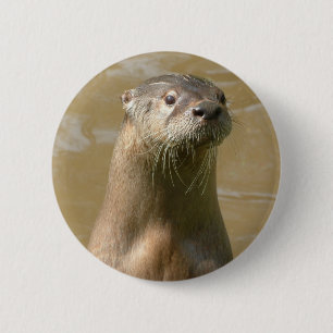 nieuwsgierig Otter Pin Ronde Button 5,7 Cm
