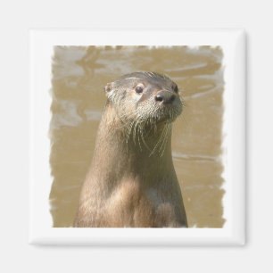 Nieuwsgierig Otter vierkante magneet
