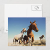 nieuwsgierig paard briefkaart (Voorkant / Achterkant)