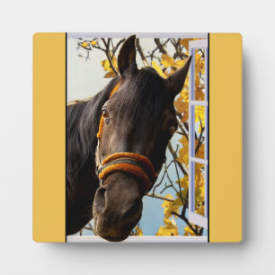 Nieuwsgierig paard dat door het keukenvenster kijk fotoplaat