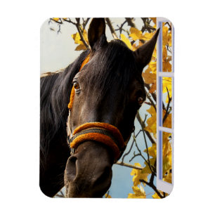 Nieuwsgierig paard dat door het keukenvenster kijk magneet