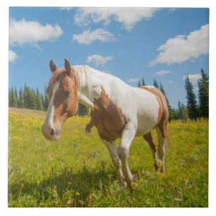 Nieuwsgierig paard in een Alpenweide in de zomer Tegeltje