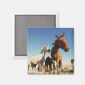 nieuwsgierig paard magneet (Voorkant / Achterkant)