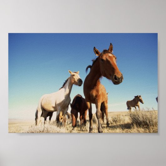 nieuwsgierig paard poster (Voorkant)