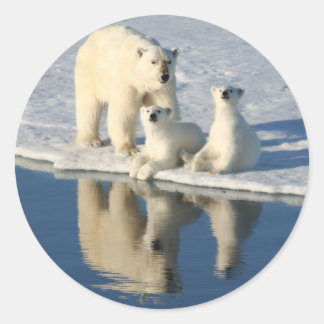 Nieuwsgierig Polar Beer Ronde Sticker