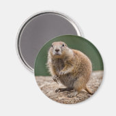 Nieuwsgierig Prairie Dog Magnet Magneet (Voorkant / Achterkant)