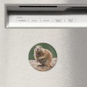 Nieuwsgierig Prairie Dog Magnet Magneet (Insitu (Vaatwasser))