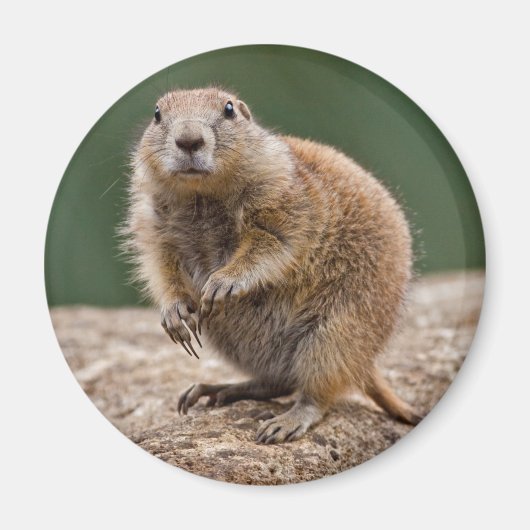 Nieuwsgierig Prairie Dog Magnet Magneet (Voorkant)