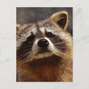 nieuwsgierig Raccoon Briefkaart
