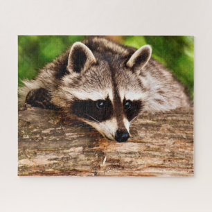 Nieuwsgierig Raccoon, Jigzaag Puzzle Legpuzzel