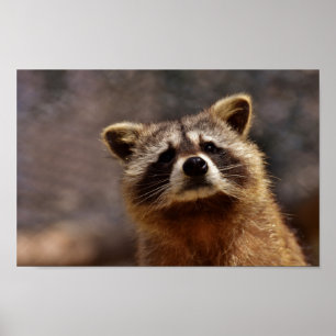 nieuwsgierig Raccoon Poster