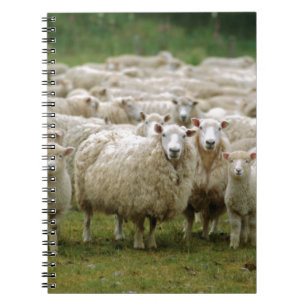 Nieuwsgierig schaap notitieboek
