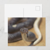 nieuwsgierig Snake Briefkaart (Voorkant / Achterkant)
