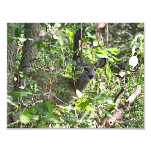 Nieuwsgierig Whitetail Deer Foto Afdruk (Voorkant)