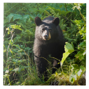 Nieuwsgierig zwart Beer Tegeltje