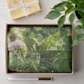 Nieuwsgierig zwart Beer Tissuepapier (Geschenk)