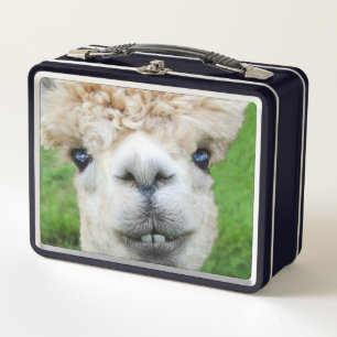 Nieuwsgierige Alpaca Foto