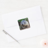 Nieuwsgierige Baby Marmot Stickers (Envelop)