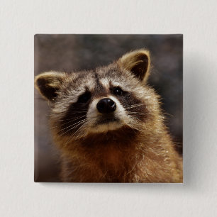 nieuwsgierige foto van Raccoon Vierkante Button 5,1 Cm