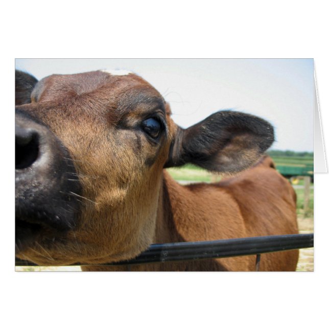 Nieuwsgierige kabeljauwkaart (Voorkant Horizontaal)