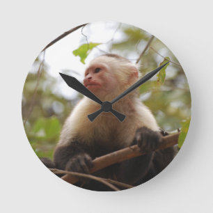 Nieuwsgierige Kapucijneraap, Costaricaanse Aap Ronde Klok