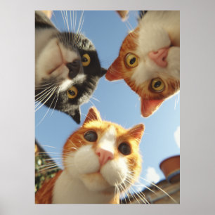 Nieuwsgierige Katten die naar beneden kijken Poster