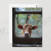 Nieuwsgierige Koe die door een raam kijkt Briefkaart (Voorkant / Achterkant)