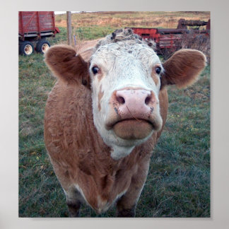 nieuwsgierige Koe Poster