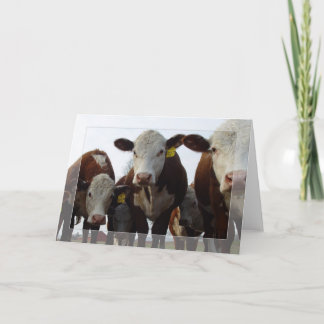 Nieuwsgierige Koeien 1 Kaart
