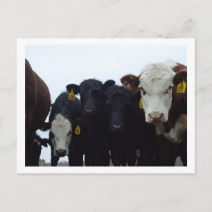 Nieuwsgierige Koeien 9 Briefkaart