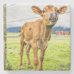 Nieuwsgierige Onderzetters van Calf Stone