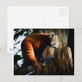 nieuwsgierige rode panda briefkaart (Voorkant / Achterkant)