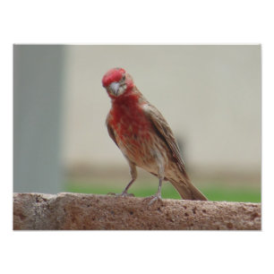 nieuwsgierige rode vink foto afdruk