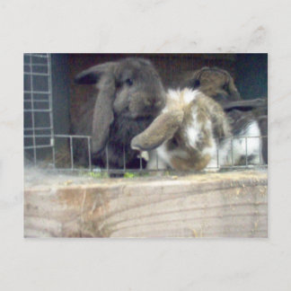 nieuwsgierigheid briefkaart