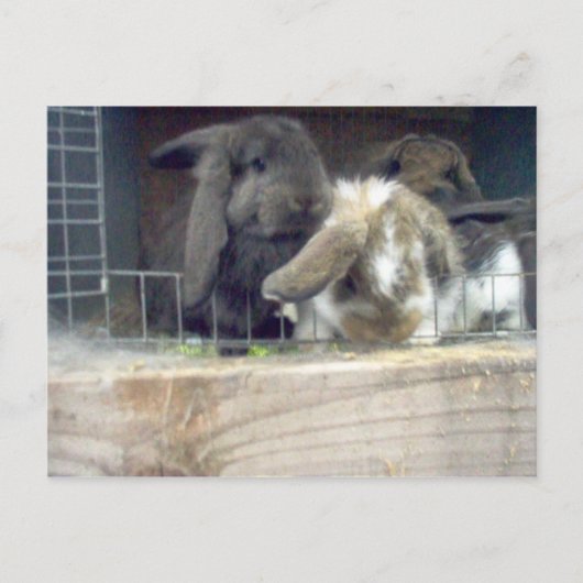 nieuwsgierigheid briefkaart (Voorkant)