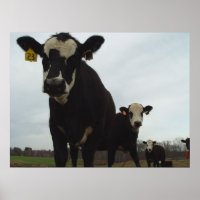 Nieuwste Koeien 2 Poster