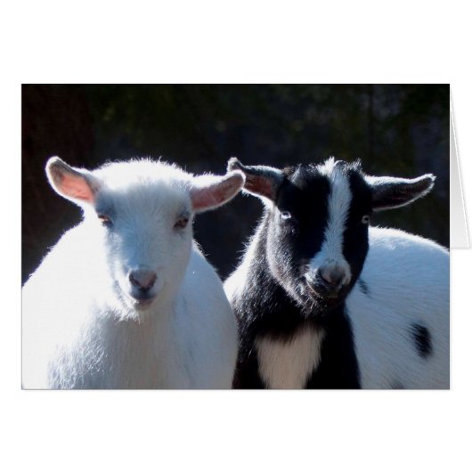 Nigeria Dwarf Goats (Voorkant Horizontaal)